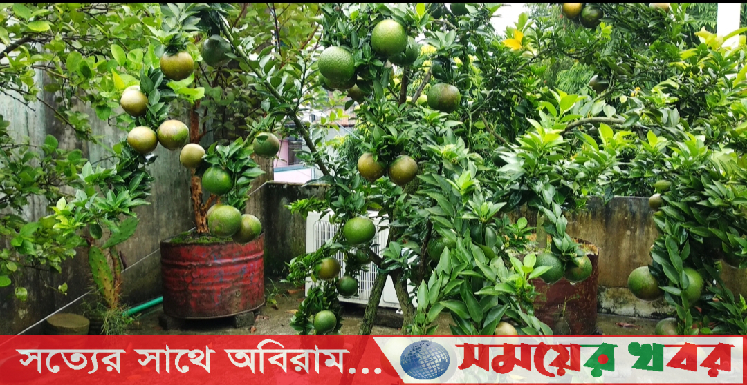 ছাদ বাগান করার সঠিক পদ্ধতি