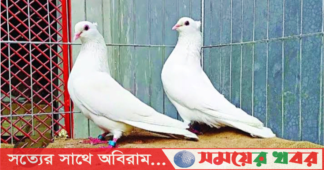 কবুতর পালনের সঠিক পদ্ধতি